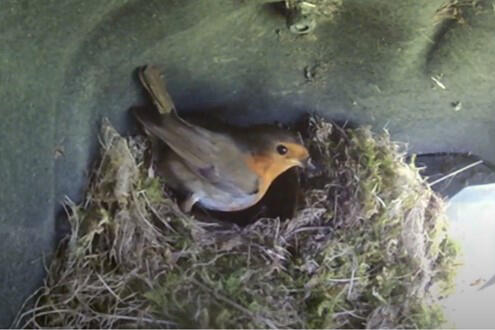 Robin on nest main